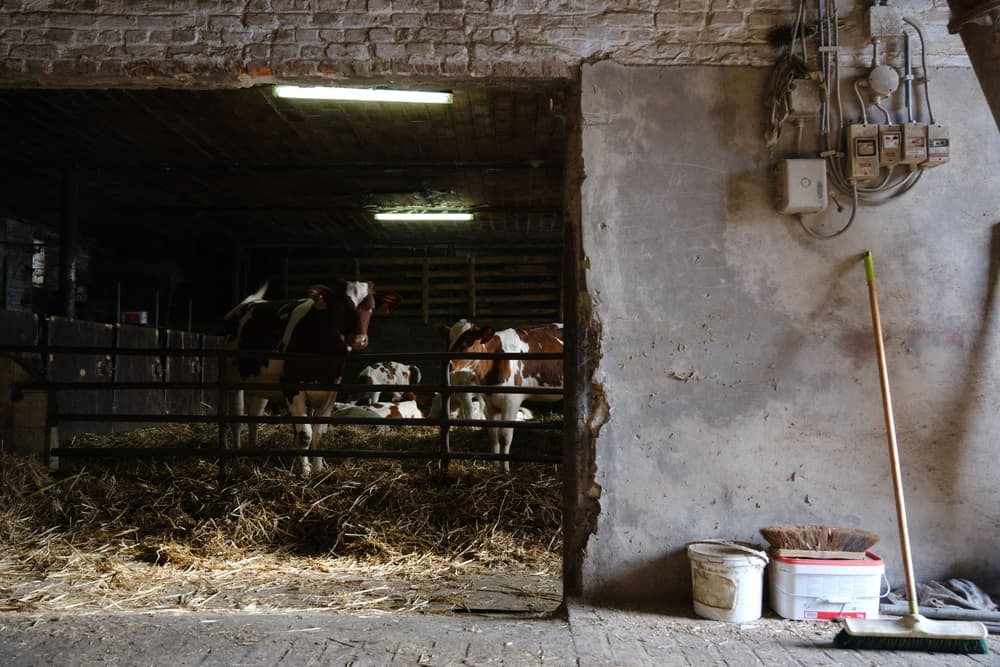Working boots outside a barn on wet ground